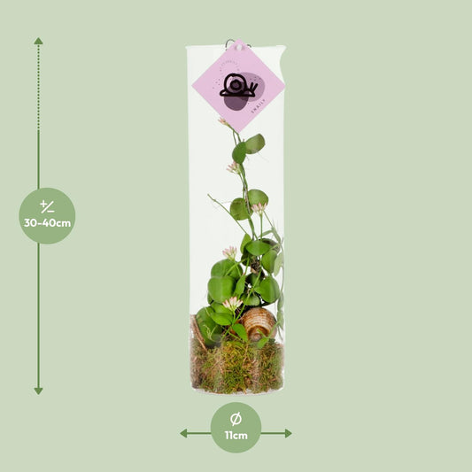 Dischidia Ameisenpflanze – pflegeleicht & faszinierend