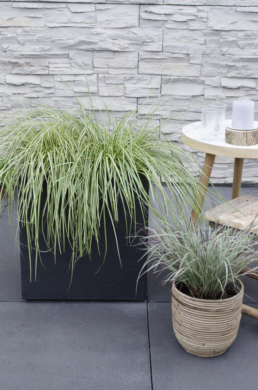 3x Carex hachijoensis 'Evergold' Ø14cm - Immergrünes Ziergras