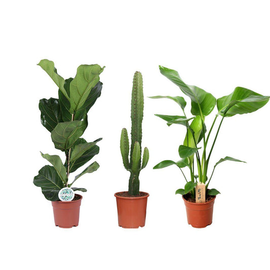 Zonnige Pflanzen Mix – 3er Set Ø17cm, 50-75cm