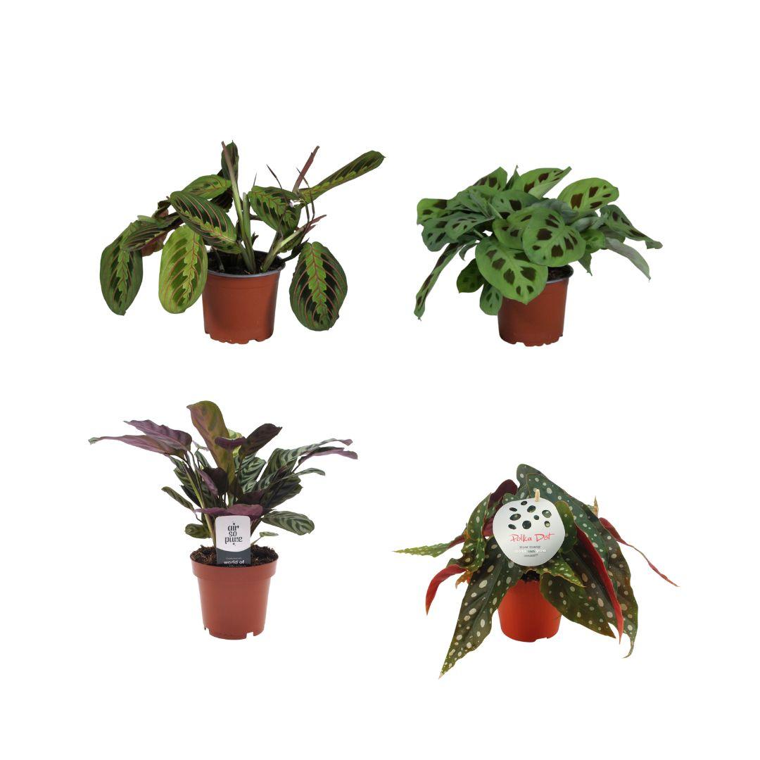Bunte Pflanzenbox - 4 pflegeleichte Zimmerpflanzen Ø12cm