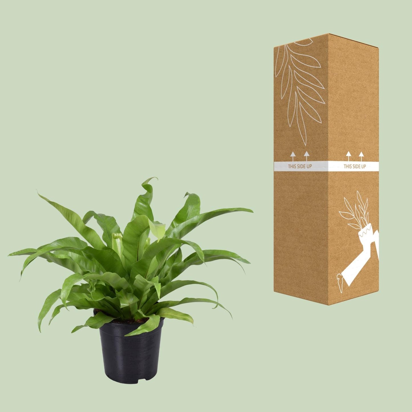 Asplenium Antiquum – Pflegeleichter Vogelnestfarn Ø17cm