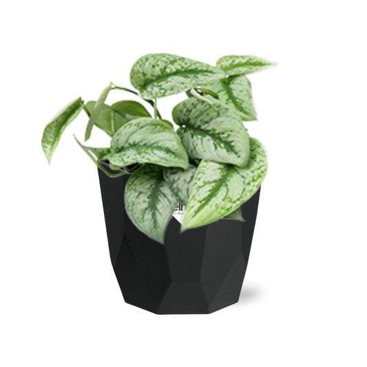 Scindapsus Pictus ‘Trebie’ – pflegeleichter Teufels-Efeu in 14cm Topf