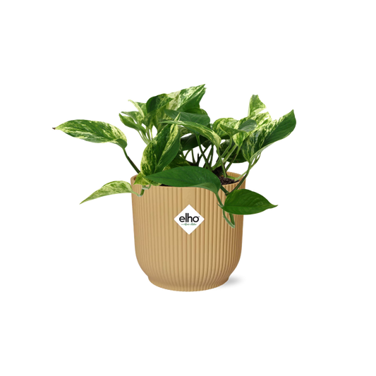 Scindapsus Marble Queen in ELHO Vibes Fold 14cm gelb