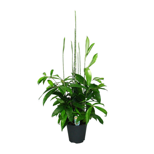 Dracaena Surculosa – Eleganter Drachenbaum Ø17cm, 60cm hoch