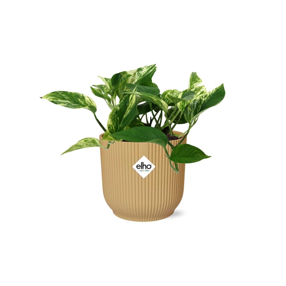 Scindapsus Marble Queen in ELHO Vibes Fold 14cm gelb