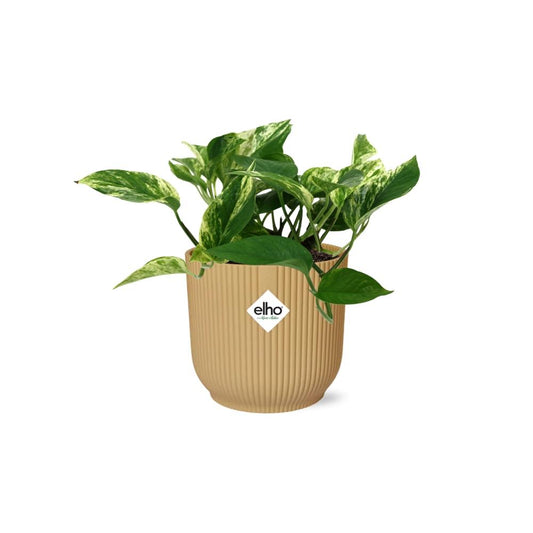 Scindapsus Marble Queen in ELHO Vibes Fold 14cm gelb
