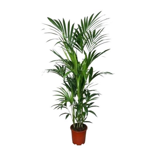Kentia-Palme Howea – Ø27cm Topf, ca. 180cm hoch
