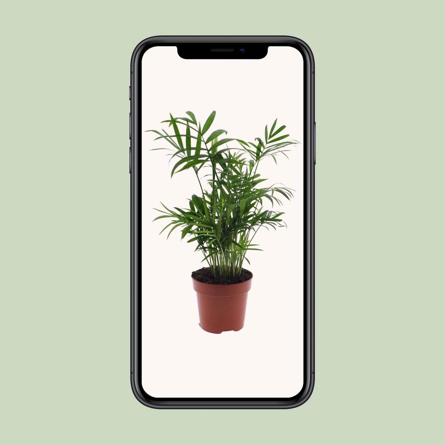 Chamaedorea Elegans – Zwergbergpalme Ø17cm, 55cm Höhe
