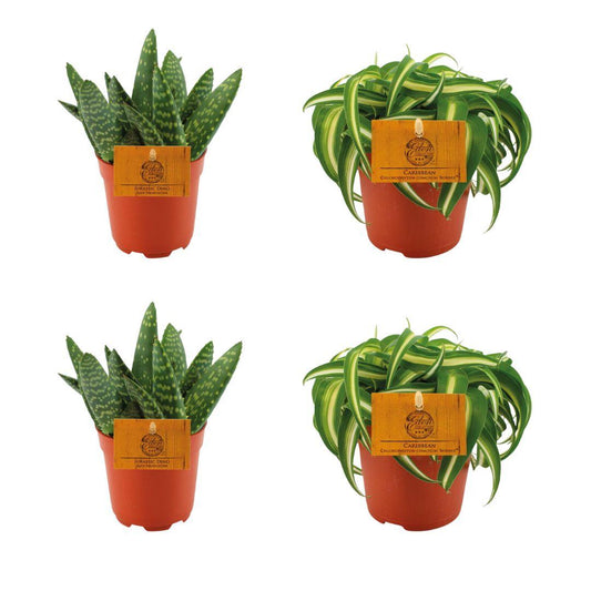 4er Set Aloe Paradisicum & Chlorophytum Bonnie Ø10,5cm