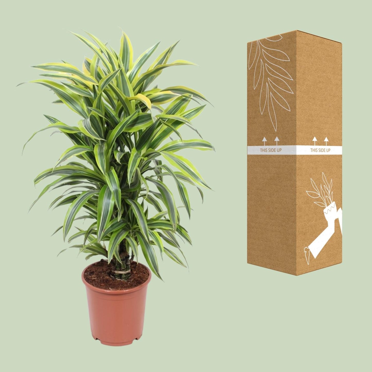 Dracaena Fragrans Deremensis Lemon Lime – Ø24cm, 100cm hoch