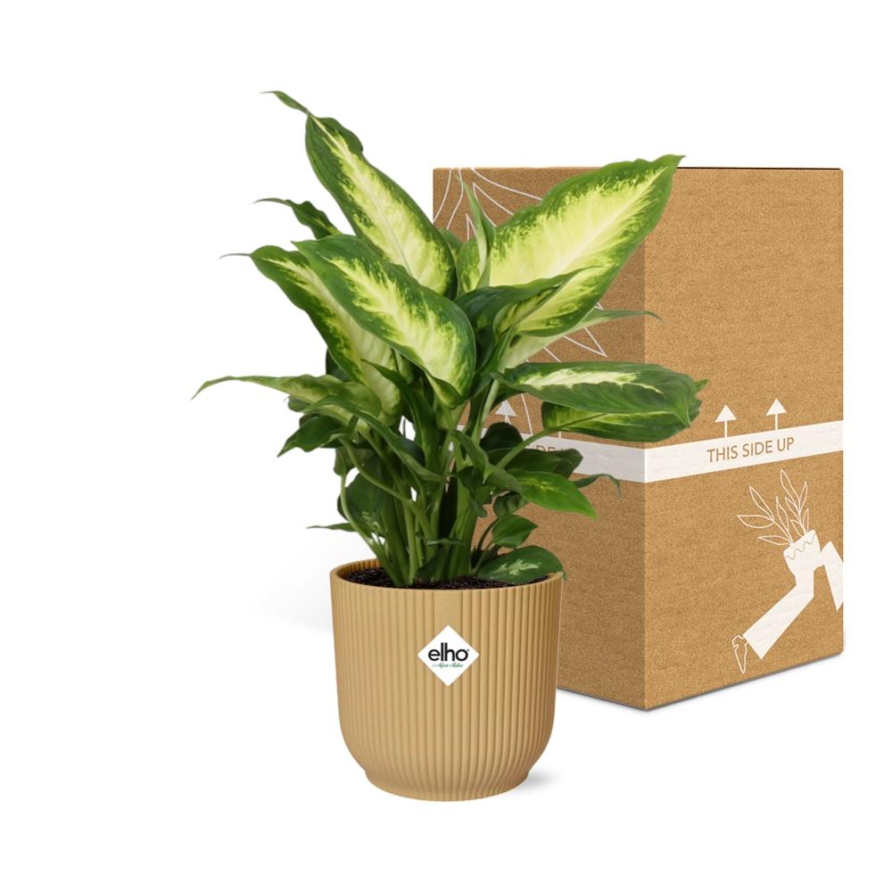 Dieffenbachia ‘Camilla’ im ELHO Vibes Fold 14cm Topf gelb