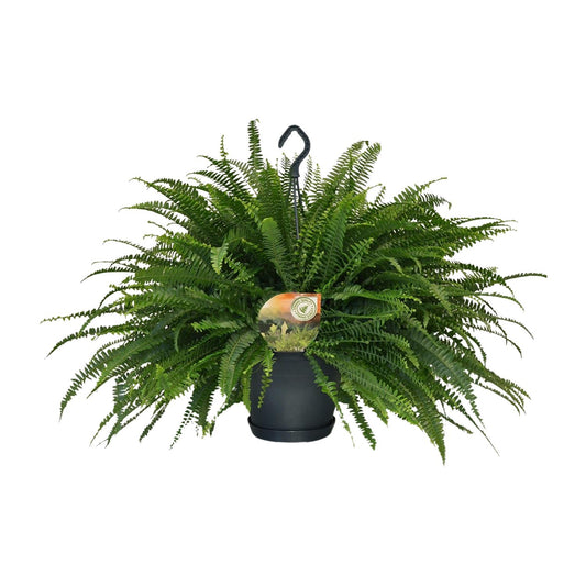 Nephrolepis Green Lady – Boston-Farn Ø20cm, Höhe 60cm