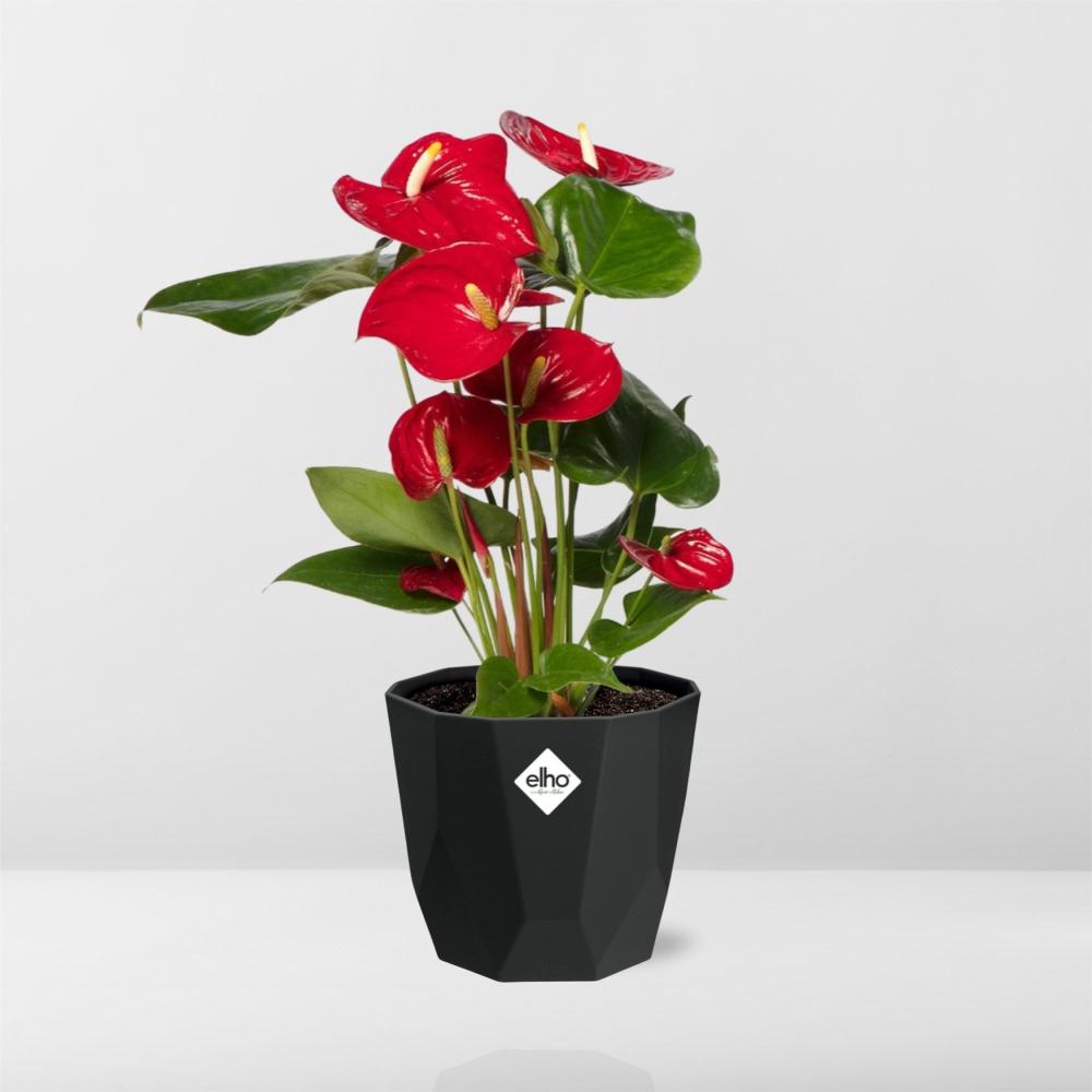 Anthurium Red 12cm im schwarzen Design-Topf 14cm