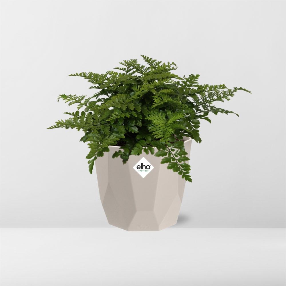 Asplenium Parvati Rippenfarn in ELHO b.for rock 14 cm warm grey