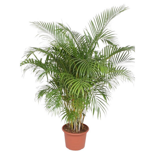 Dypsis Lutescens (Goldpalme) – 200 cm, ø40 cm