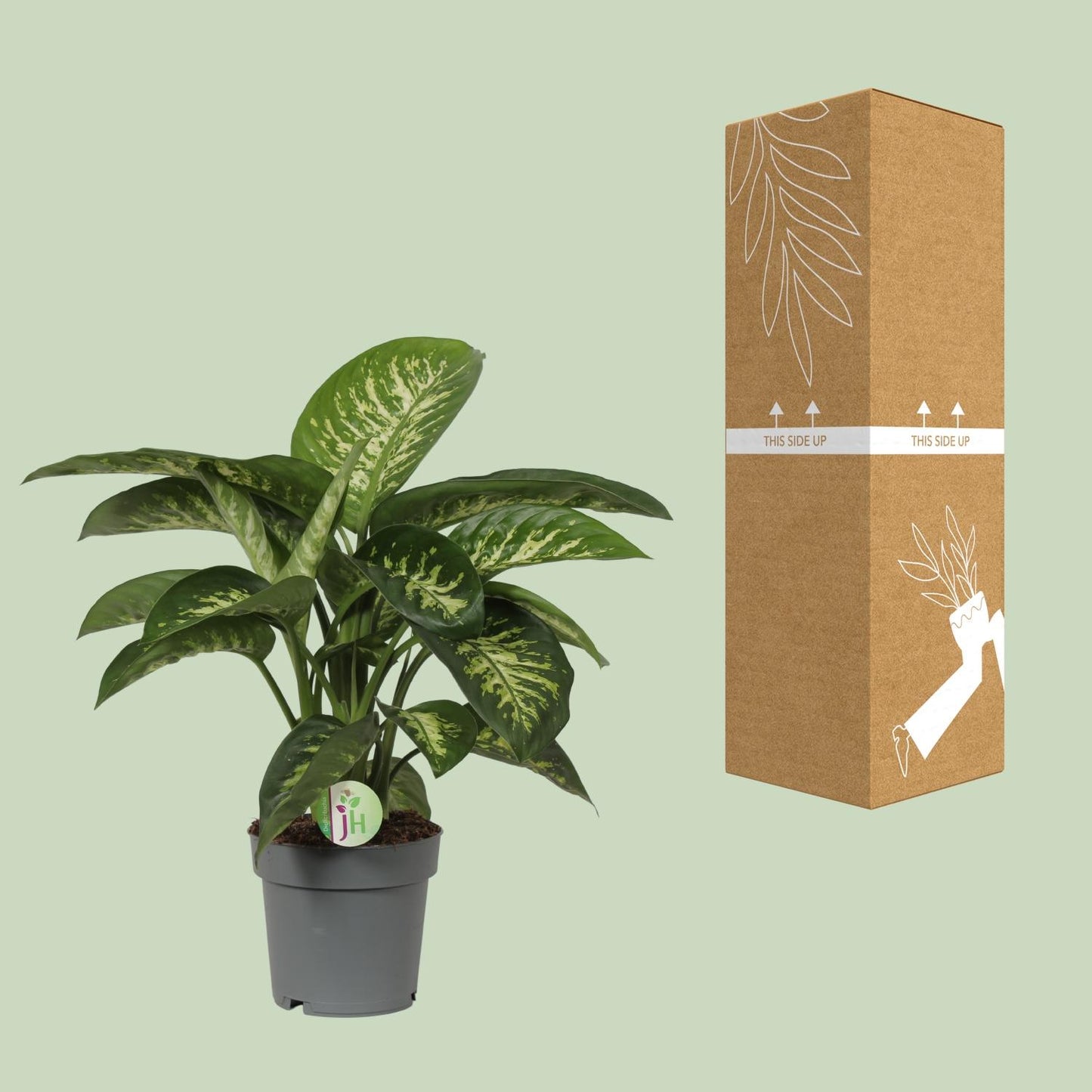 Dieffenbachia Reeva Ø19cm – Pflegeleichte Blattschmuckpflanze