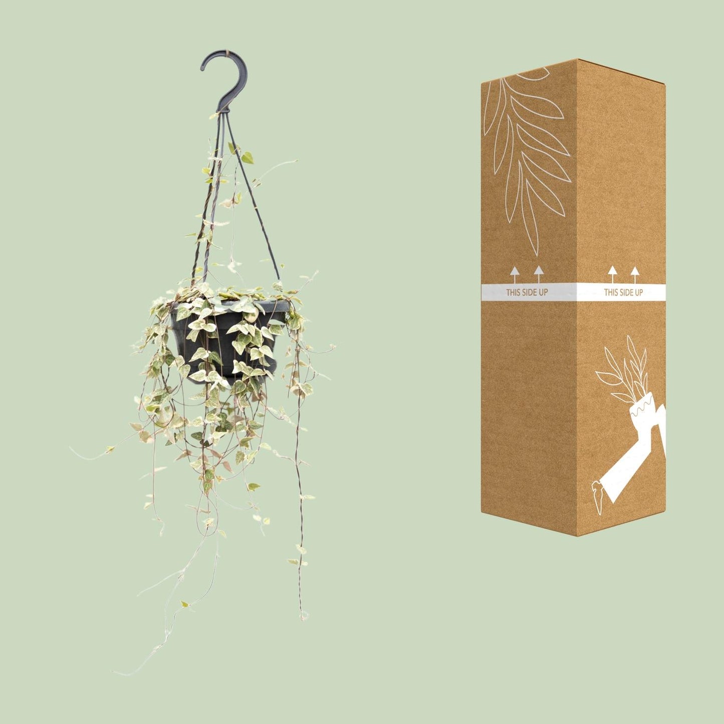 Ceropegia Woodii ssp. woodii – Herzchenpflanze Ø14cm, 50cm Höhe