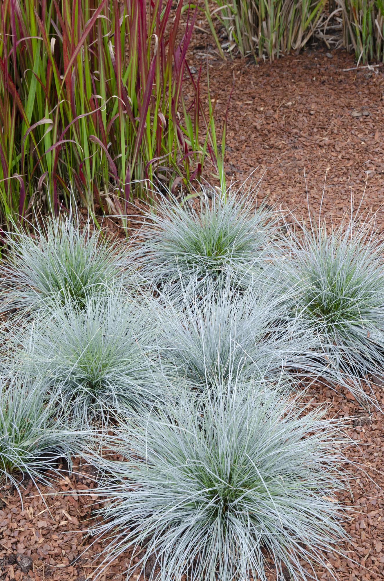 Festuca glauca Azura Blue - Pflegeleichtes Ziergras Ø14cm