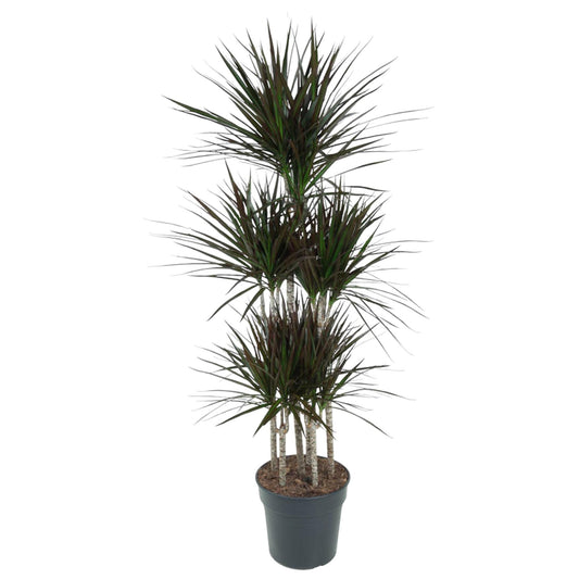 Dracaena Magenta Carrousel – Pflegeleichte XXL-Zimmerpflanze 150cm