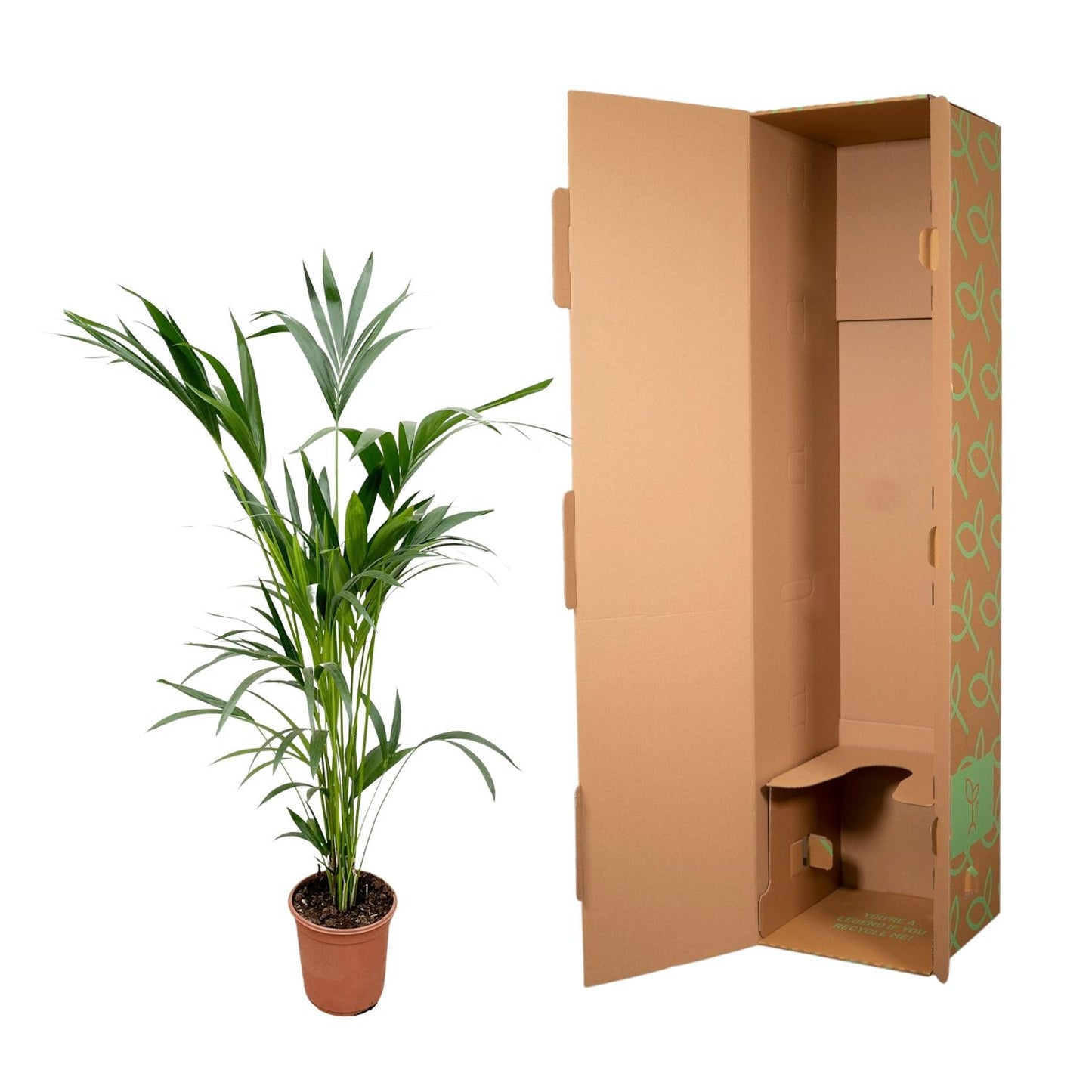 Kentia-Palme – 160 cm – Ø 24 cm Topf