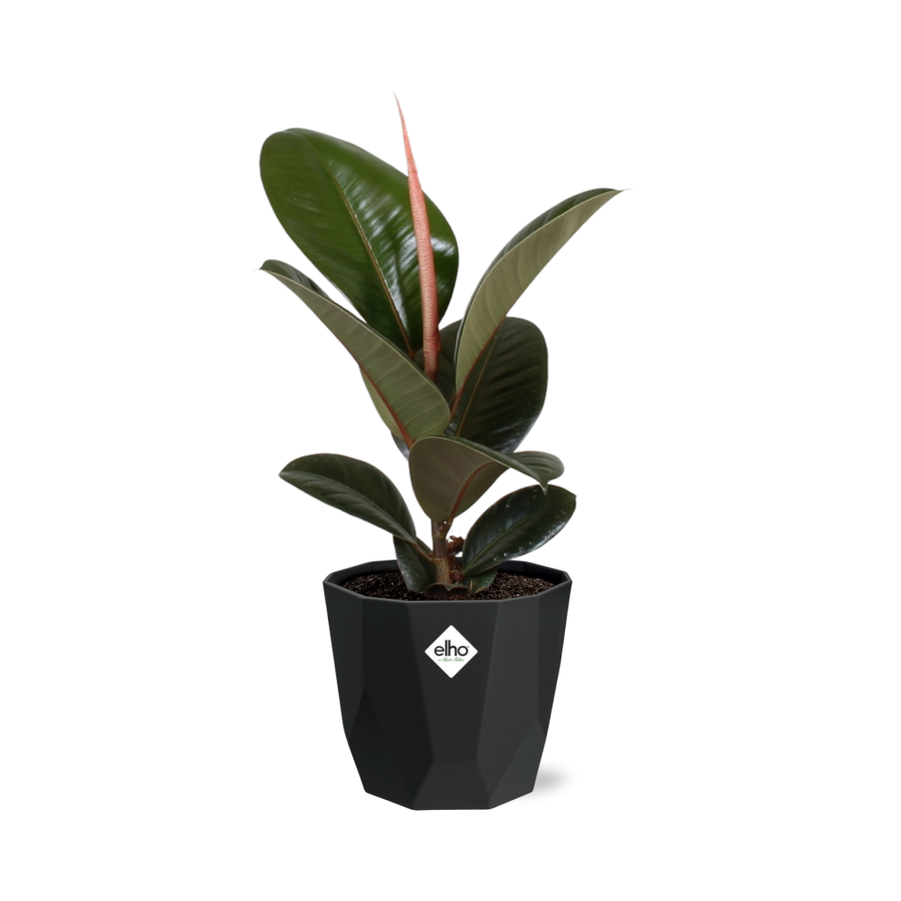 Ficus Elastica ‘Robusta’ – Pflegeleichter Feigenbaum in schwarzem Topf
