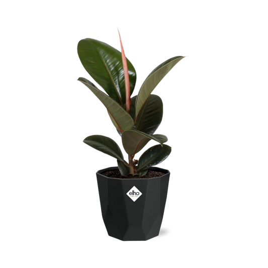 Ficus Elastica ‘Robusta’ – Pflegeleichter Feigenbaum in schwarzem Topf
