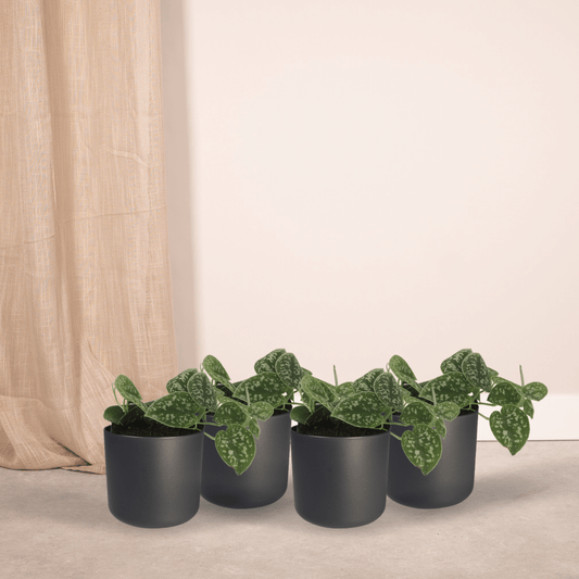 4x Scindapsus Pictus – Elegante Zimmerpflanzen im 12 cm Topf