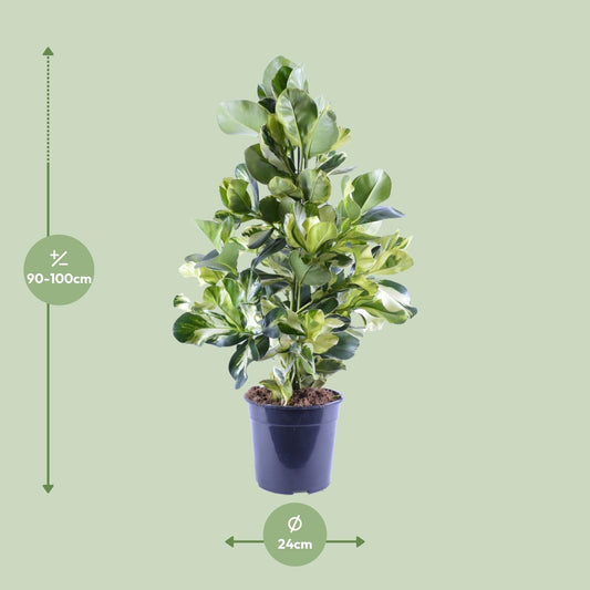 Clusia Rosea White Star – Pflegeleichter Autogrammbaum Ø24cm