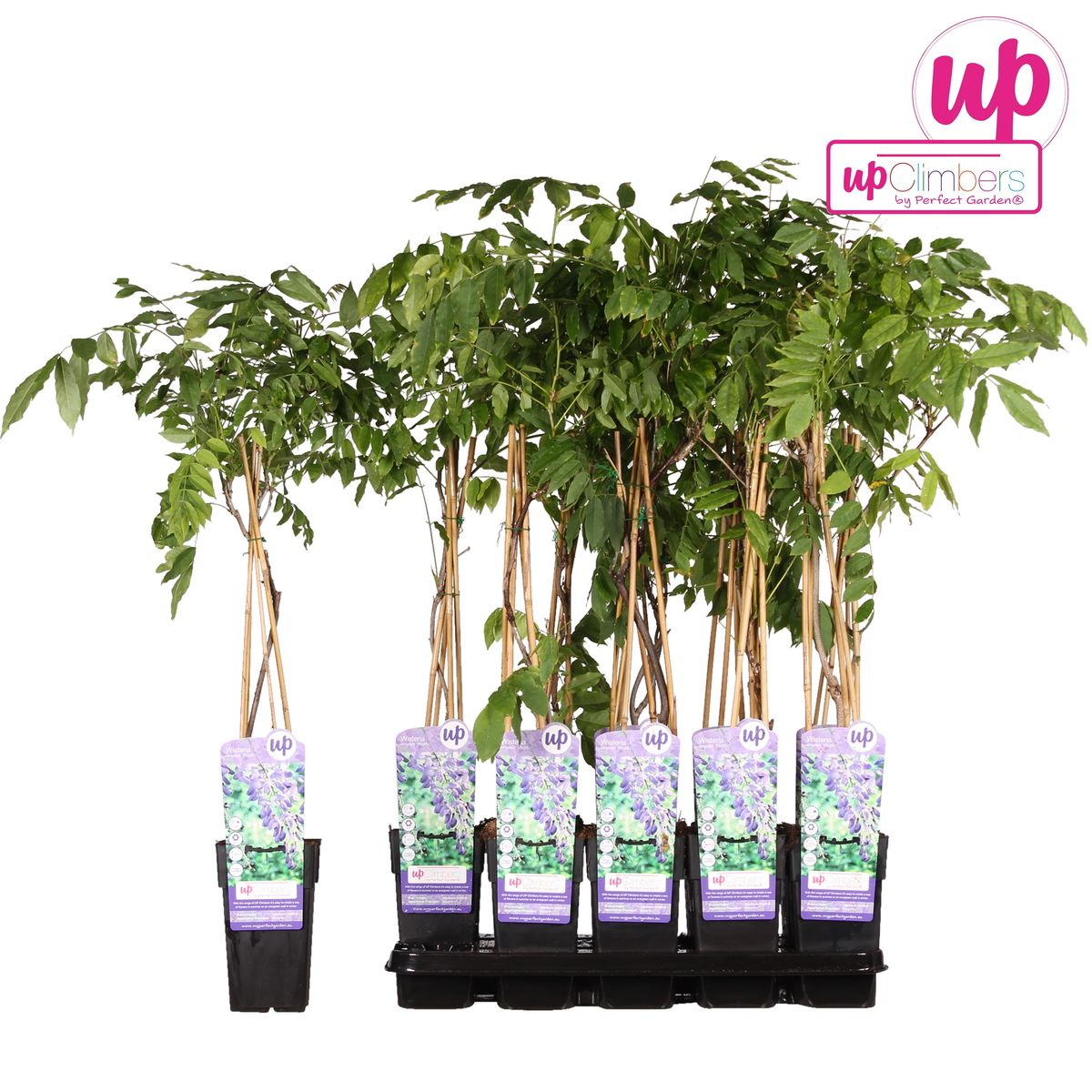 Wisteria sinensis 'Prolific' – Blauregen Kletterpflanze Ø15cm