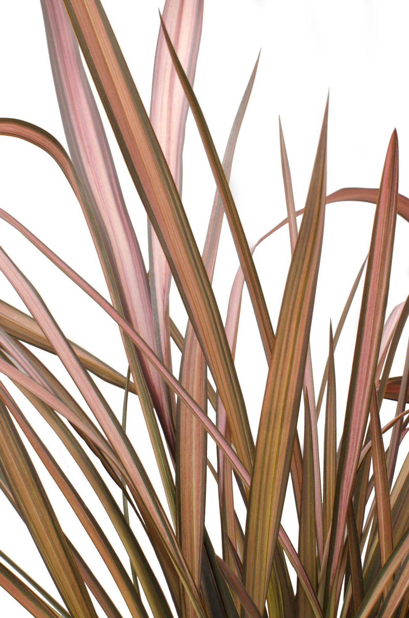 Phormium 'Pink Flamingo' – Farbstarker Immergrüner Strauch Ø14cm