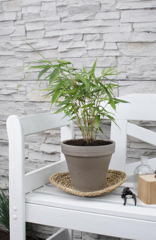 Fargesia robusta 'Pingwu' – Pflegeleichter Bambus Ø14cm, 40cm Höhe