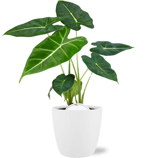 Alocasia Frydek – Exotische Zimmerpflanze Ø35cm im weißen Topf