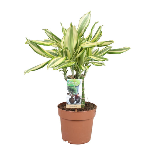 Dracaena Diamonddream – Pflegeleichter Drachenbaum Ø17cm
