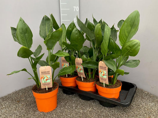 Strelitzia Reginae - Paradiesvogelblume Ø17cm, 50cm hoch