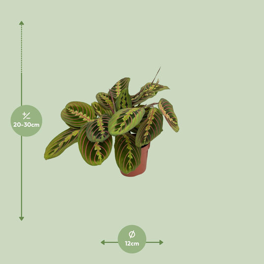 Maranta Fascinator (Arrowroot) Ø12cm – Pflegeleicht & Stilvoll