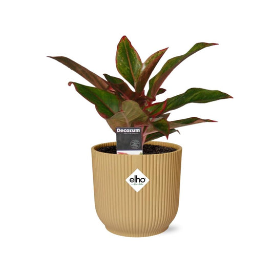 Aglaonema Crete – Pflegeleichte Zimmerpflanze im ELHO Vibes Fold Topf 14cm