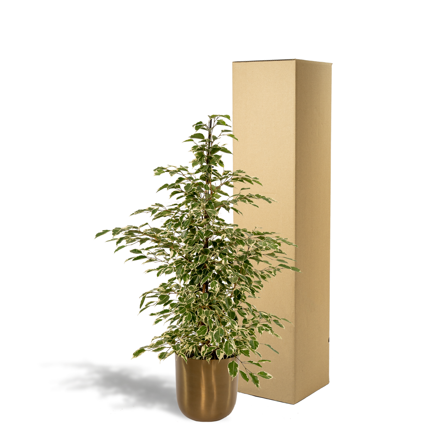Ficus benjamina Twilight – Stilvolle & pflegeleichte Zimmerpflanze Ø21cm