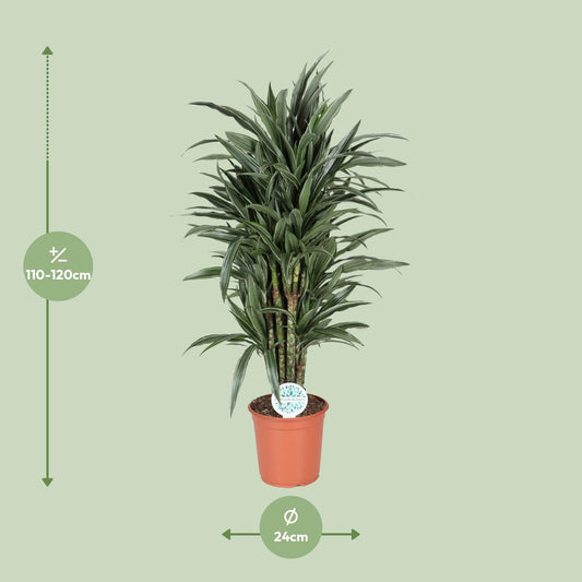 Dracaena Deremensis Warneckei – Eleganter Drachenbaum Ø24cm, 120cm