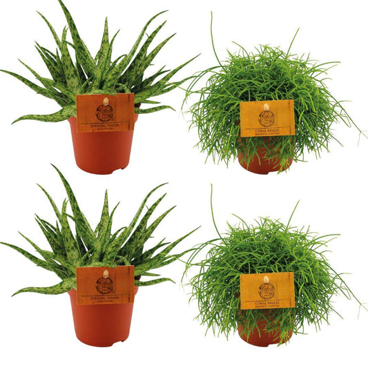 4er Set Aloe Spider & Rhipsalis Cassutha Ø10,5 cm