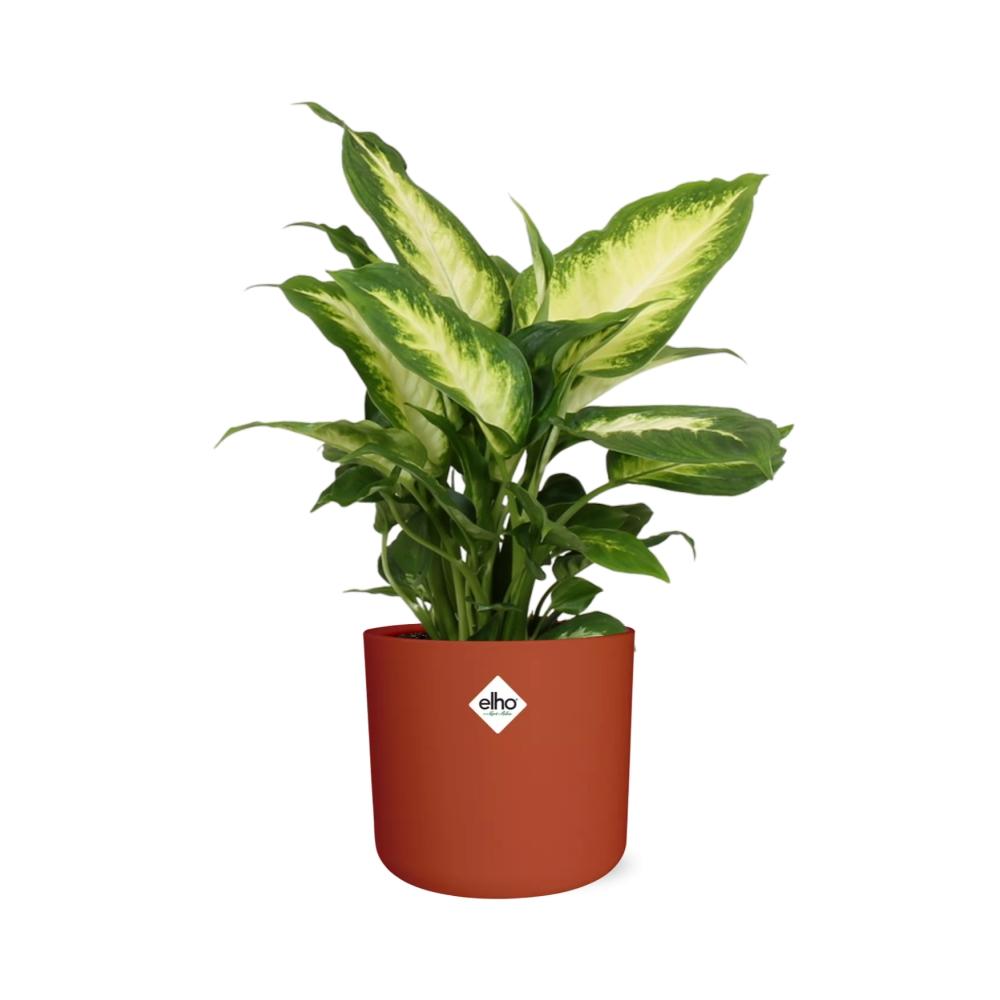 Dieffenbachia ‘Camilla’ – Pflegeleichte Zimmerpflanze im ELHO Topf