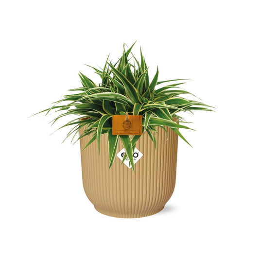 Chlorophytum Ocean 15cm in ELHO Vibes Fold 16cm Gelb