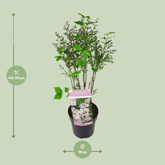 Gewöhnlicher Flieder 'Violet Uprising' Ø19cm - ca. 50cm