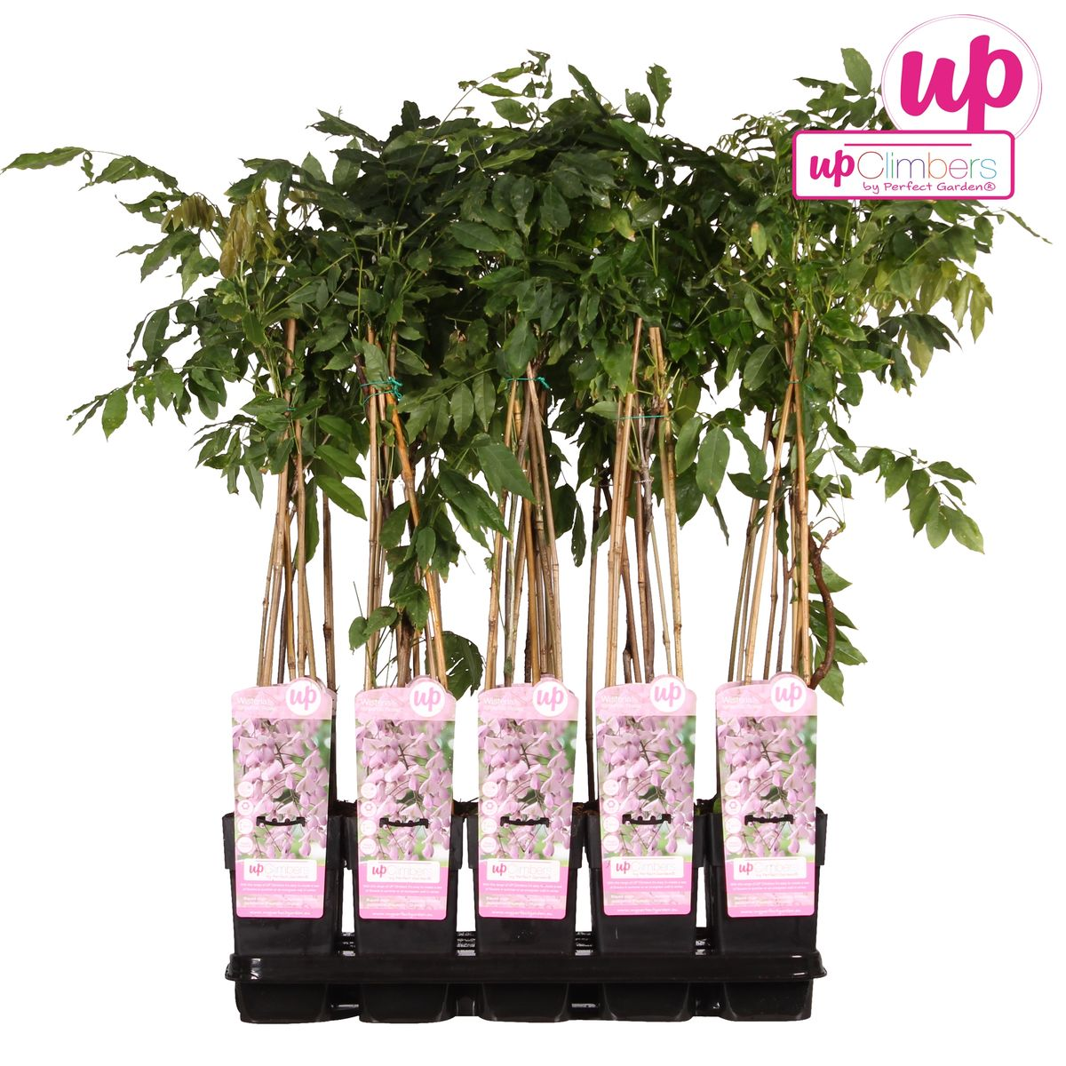 Wisteria floribunda 'Rosea' – Rosa Regen – Ø15cm Topf