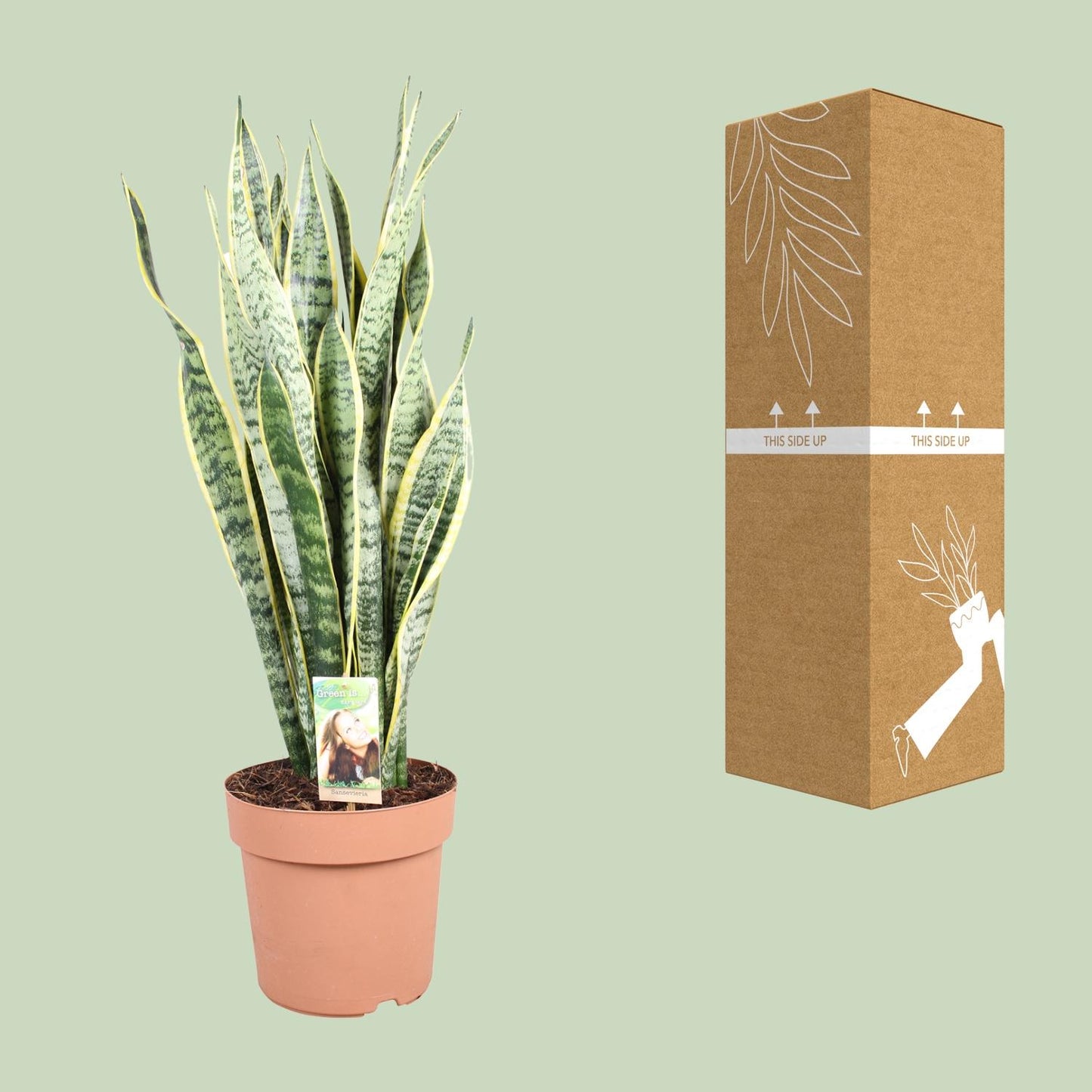 Sansevieria Trifasciata Laurentii – Pflegeleichter Bogenhanf Ø24cm, 90cm hoch