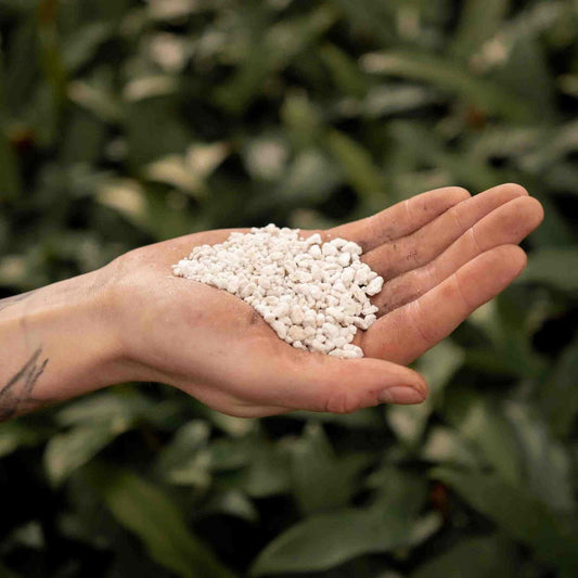 Perlit 3L – Leichtes Drainagematerial für Pflanzen
