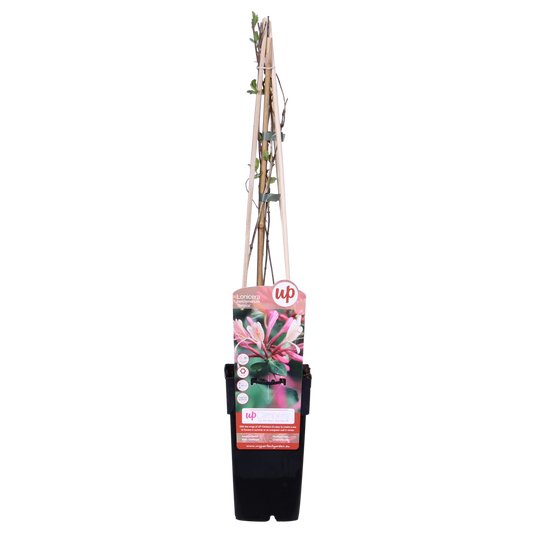 Lonicera periclymenum 'Belgica' – Duftende Kletterpflanze Ø15cm