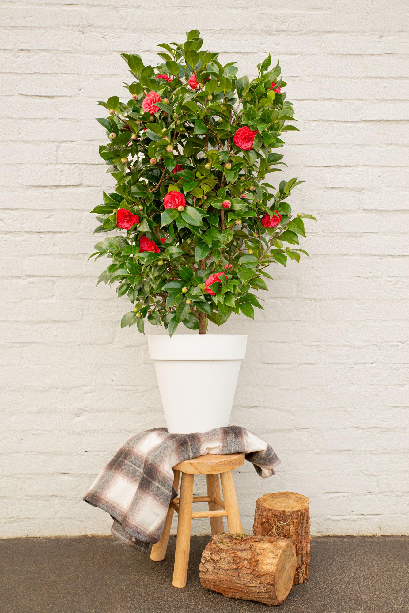 Camellia japonica 'Black Lace' – Eleganter immergrüner Strauch