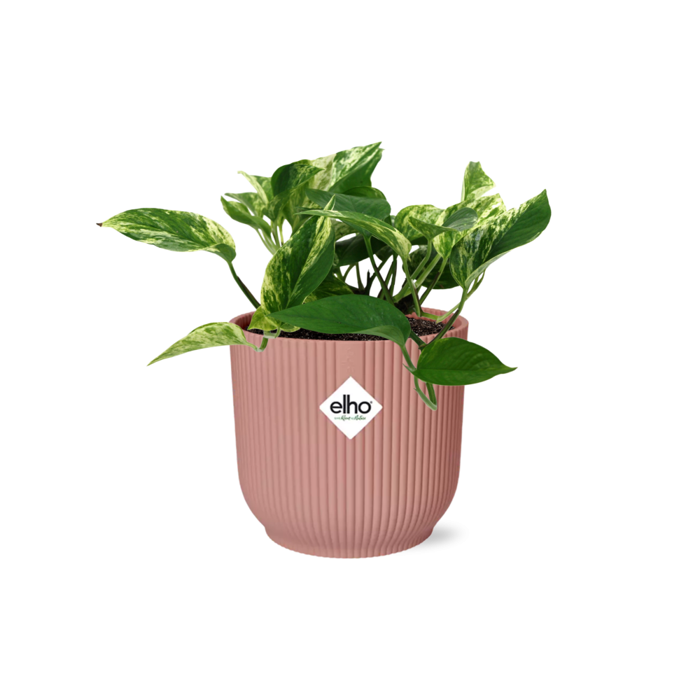 Scindapsus Marble Queen in ELHO Vibes Fold 14cm roze