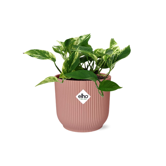 Scindapsus Marble Queen in ELHO Vibes Fold 14cm roze