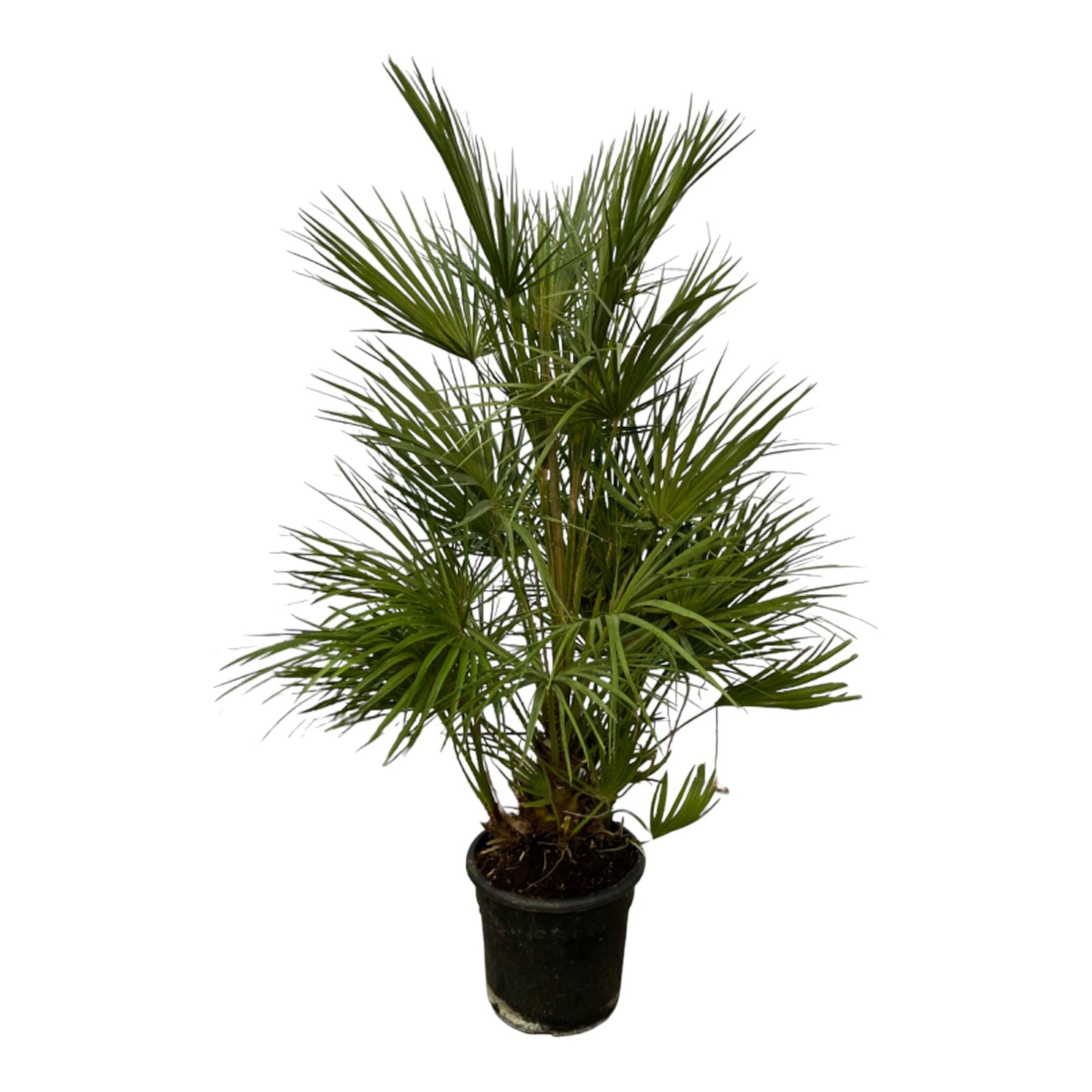 Chamaerops Humilis Zwergpalme – 130 cm, Ø 24 cm
